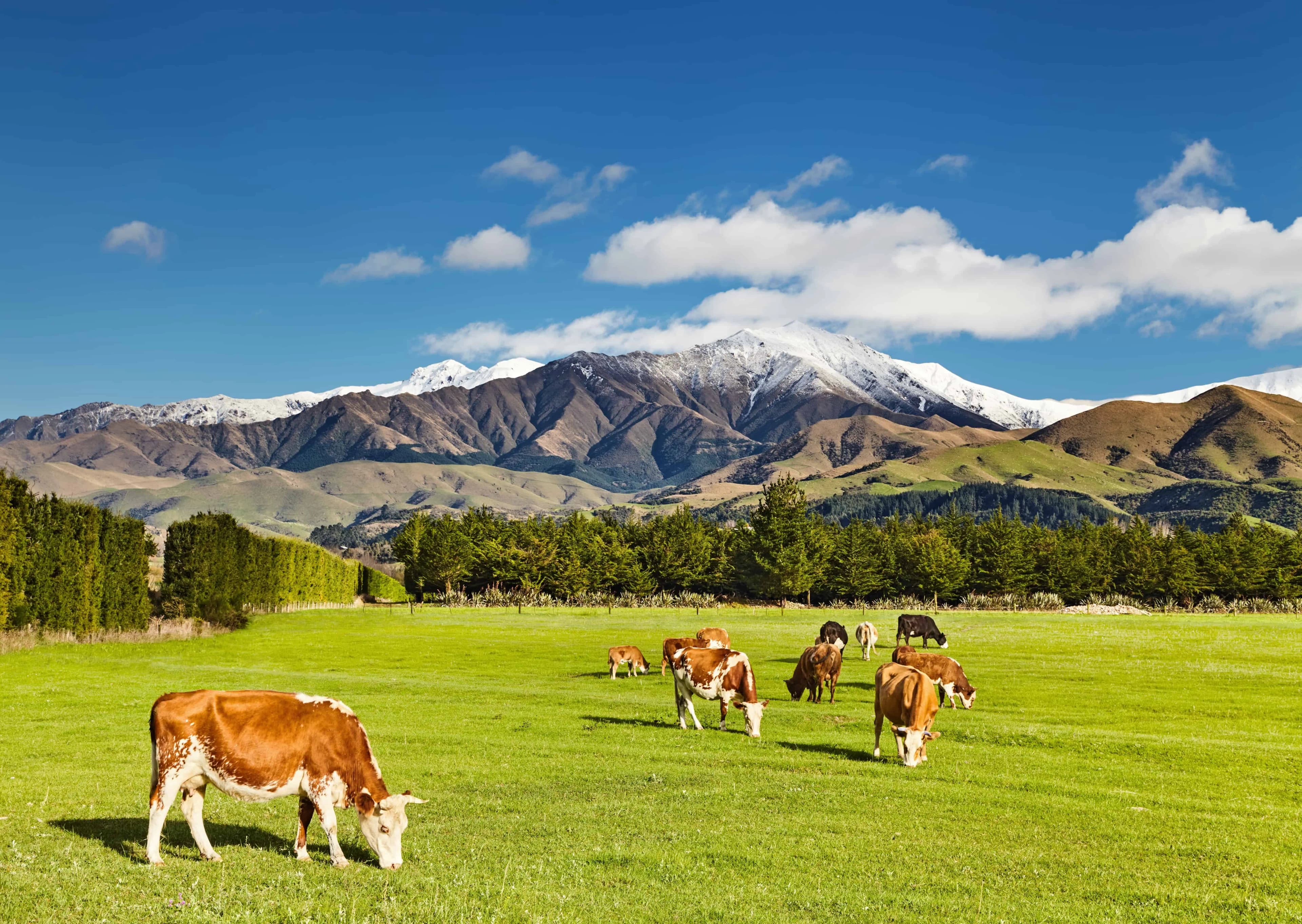 Cows in a field, Canterbury plains.